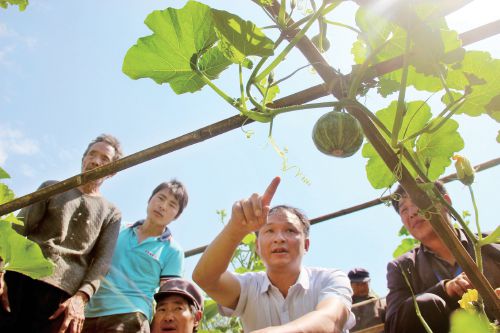 <b>贵州威宁贝贝南瓜促农增收致富</b>