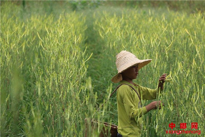<b>湖南祁东：“炒热”黄花菜 发展不“遇凉”</b>