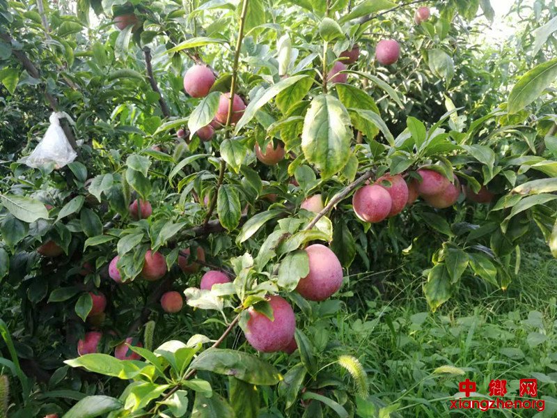 <b>陕西大明镇：网红水果“恐龙蛋”的致富密码</b>