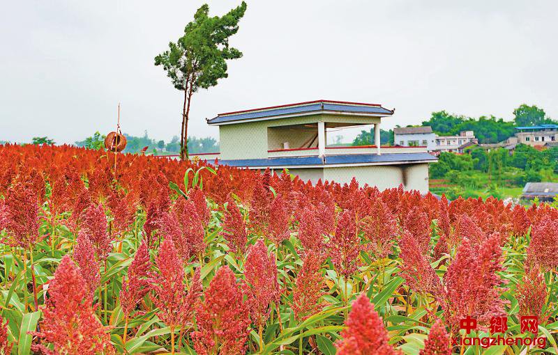 <b>自贡富顺：高粱进入成熟季</b>