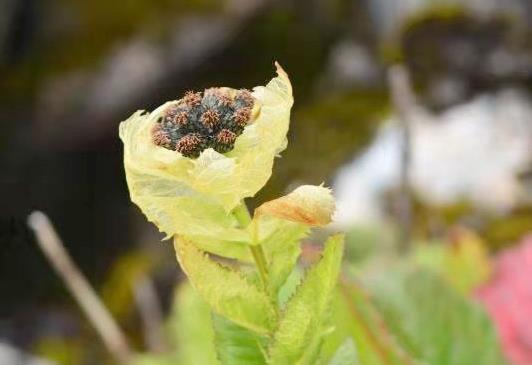 <b>四川发现 | 高山上的来客：雪莲和雪兔子</b>