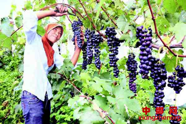 <b>葡萄黑黝黝村民笑盈盈</b>