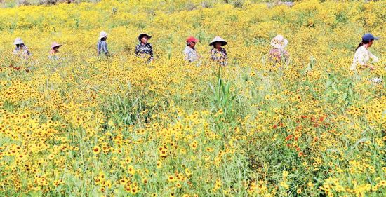 <b>村民采摘“致富花”</b>