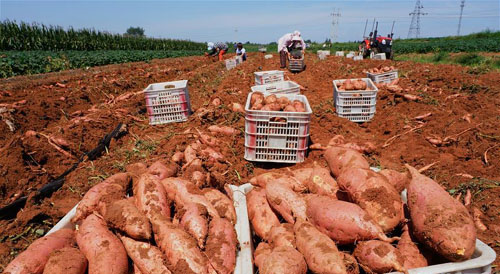 <b>鲜食红薯种植促增收</b>