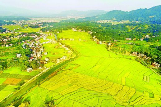 <b>稻田染秋披“金装”</b>