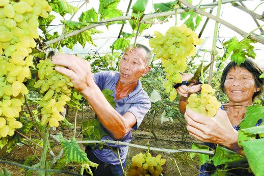 <b>特色果业 助农增收</b>