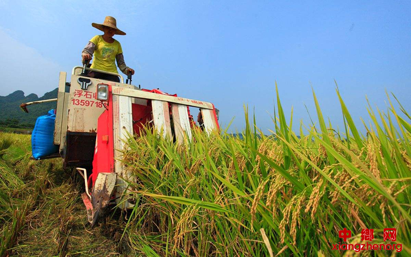 <b>今年全国早稻产量2627万吨 减产对全年粮食产量影响有限</b>