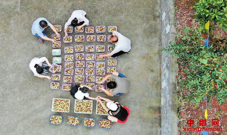 <b>以“枣”为媒“枣”到幸福</b>