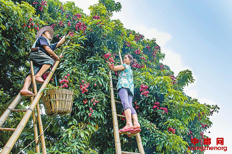 <b>四川合江：发展特色农业 助力乡村振兴</b>
