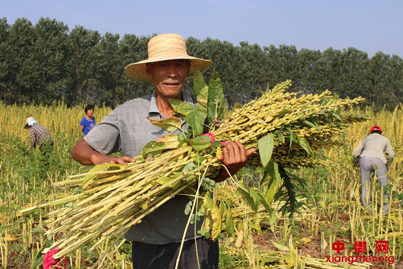 <b> 小芝麻带来大效益</b>