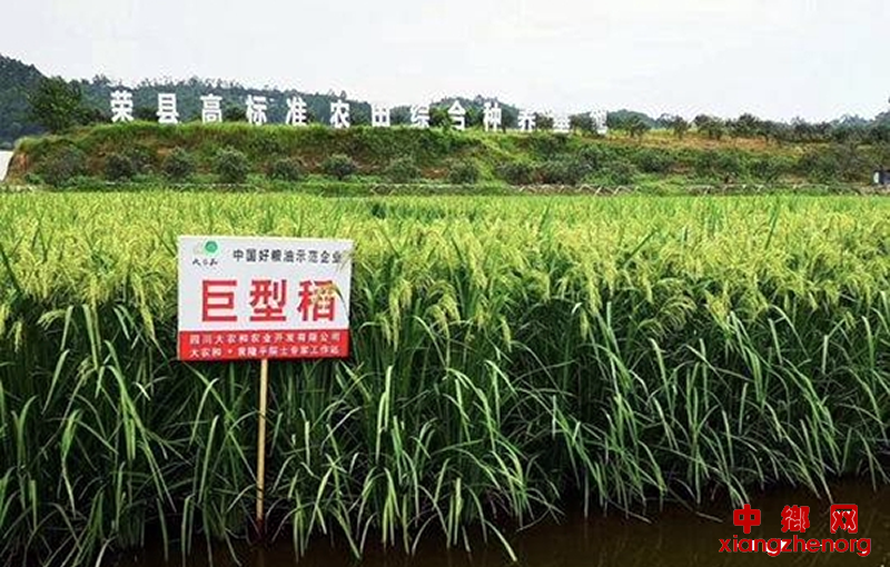 <b>北稻南移荣县有块“试验田”</b>