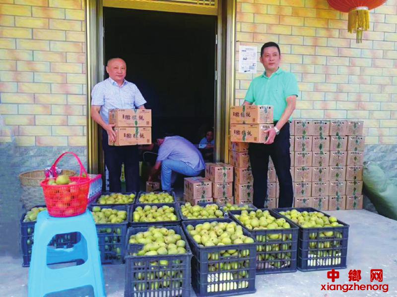 泸州纳溪：搭上“邮政快车” 猕猴桃不再难卖