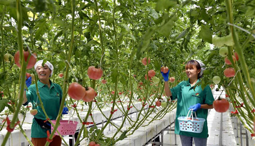 <b>田园综合体里的番茄熟了</b>