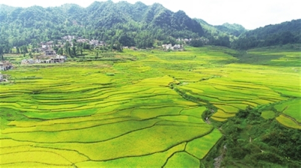 <b>贵州长顺：水稻抽穗谷扬花 五彩梯田入画来</b>