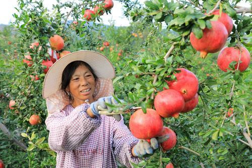 <b>云南会泽县娜姑镇的软籽石榴热卖</b>