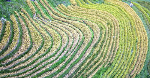 <b>苗寨梯田抢秋收</b>