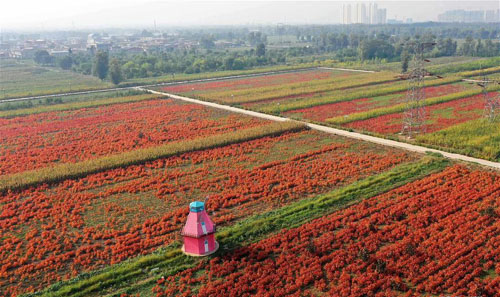 <b>花卉产业助增收</b>