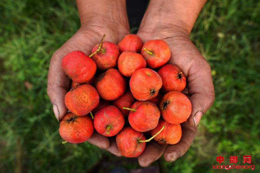 <b>河北清河：山楂红了</b>