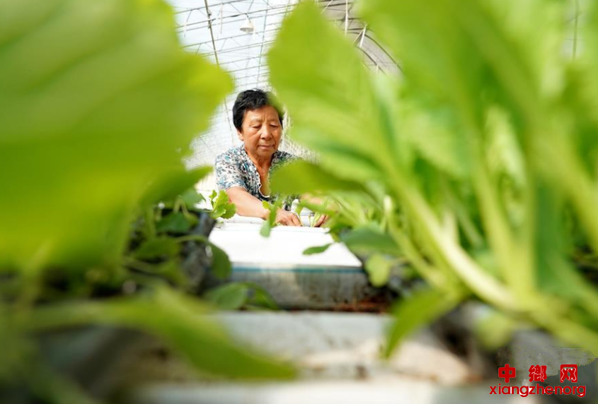 <b>河北滦州：设施农业促增收</b>