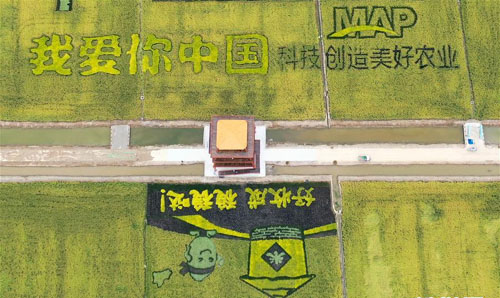 <b>稻田作画庆丰收</b>