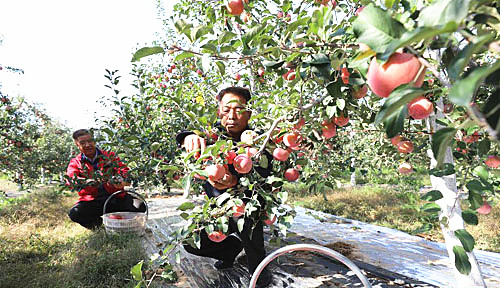 <b>“苹果之乡”苹果红了</b>