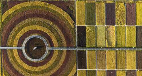 <b>稻田作画绘出丰收颜色</b>