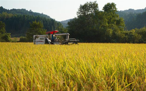 <b>江西黎川：金色稻田秋收忙</b>