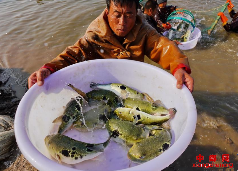 河豚养殖富农家