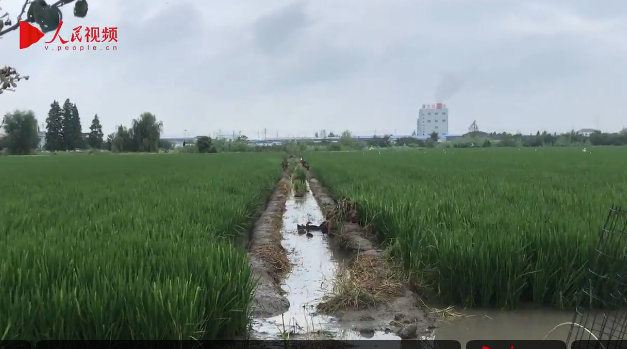 <b>江苏兴化：传统农业加点料 唱响多彩农业歌</b>