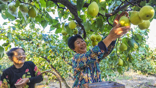 <b>鸭梨飘香助农增收</b>