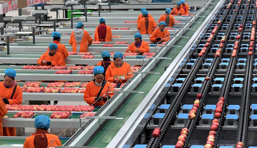 <b>小苹果带动致富大产业</b>