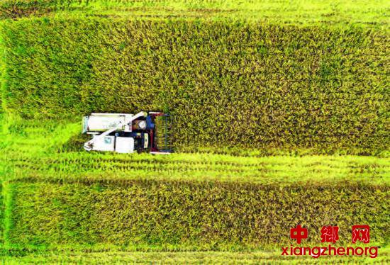 <b>江苏：淮安金湖50余万亩水稻开始全面收割</b>