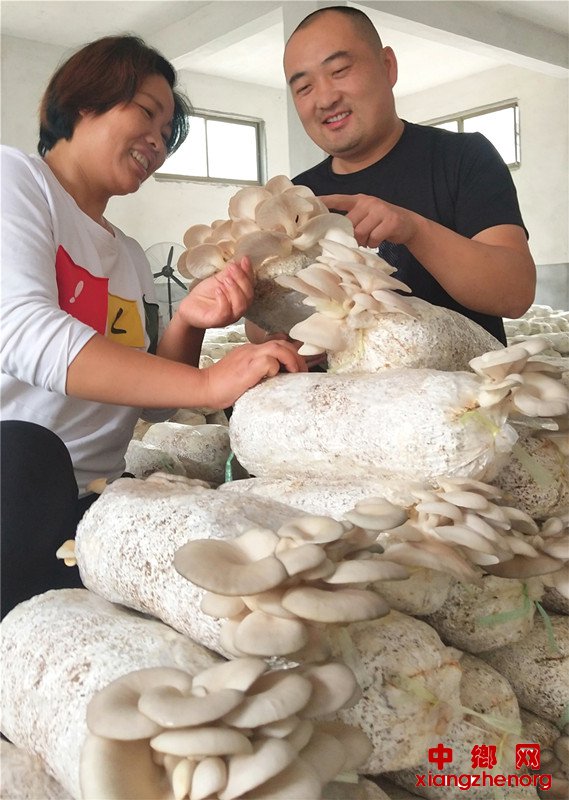 <b>山东郯城：“男主任”领众妇女种蘑菇奔富路</b>