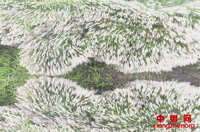 江苏连云港：风吹芦苇“浪花”起c