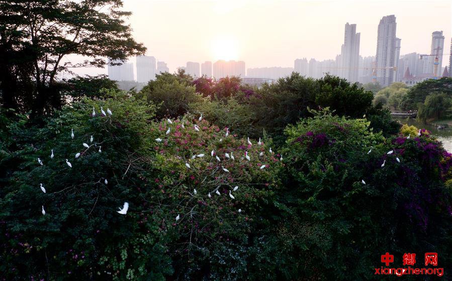 福建漳州：生态碧湖鸟翩飞