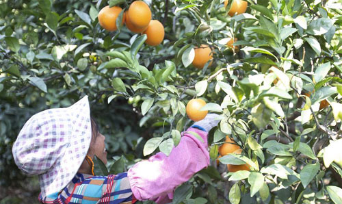 江西赣州：脐橙采摘忙
