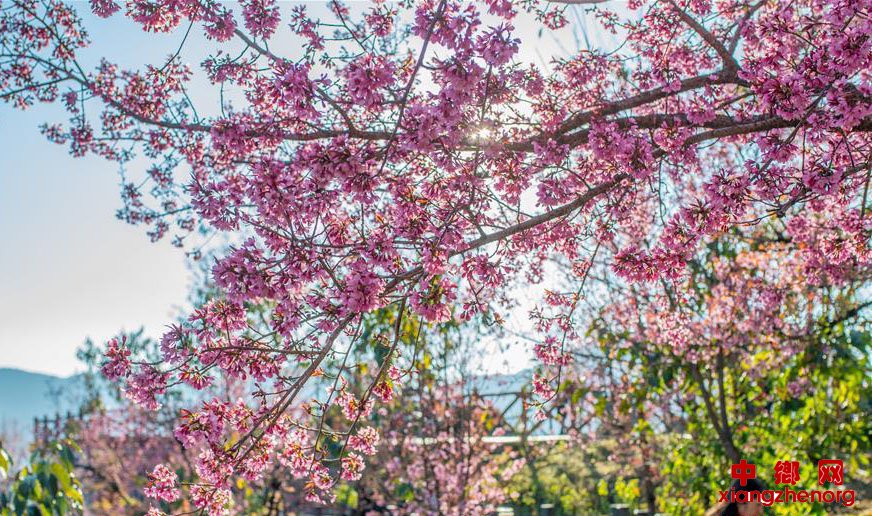 无量山樱花谷：茶园泛绿 樱花似霞