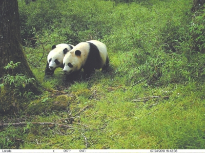 <b>四川卧龙首次拍到野生大熊猫亚成体双胞胎</b>