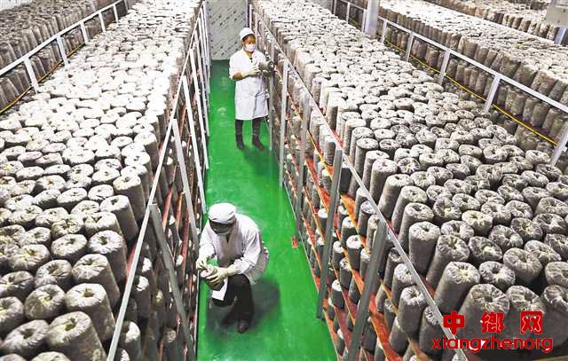 <b>黔江规模化种植羊肚菌 2000多农户户均增收近万元</b>