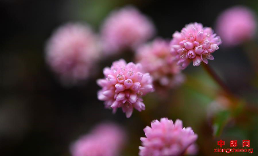 湖北宣恩：腊月花争艳