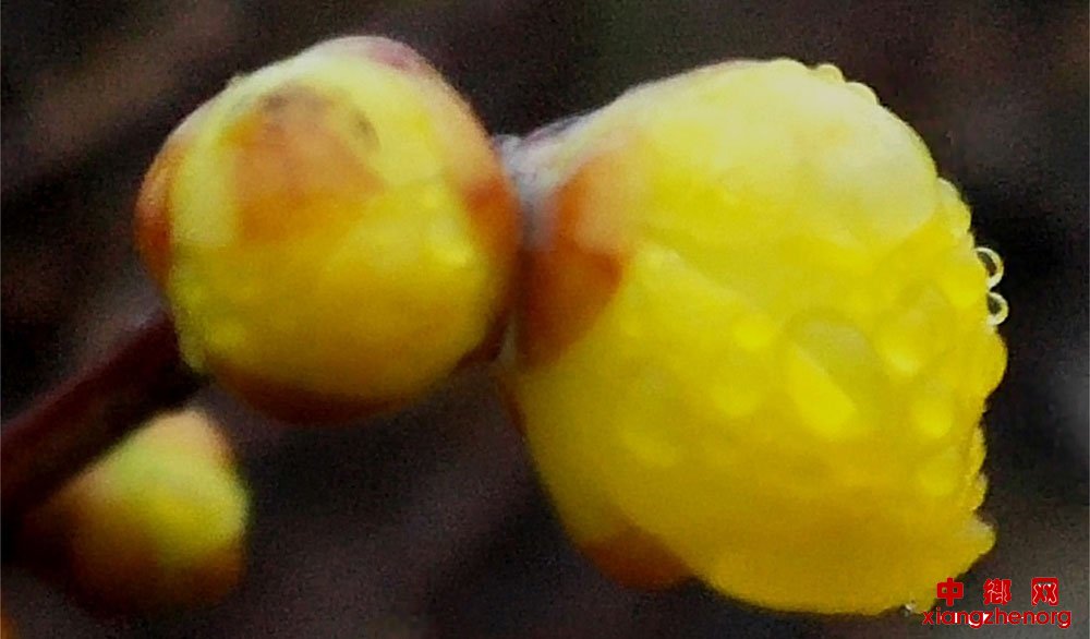 <b>山东郯城：冬雨滋润腊梅俏</b>