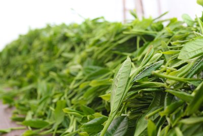 <b>茶叶，最初是用来治病的</b>