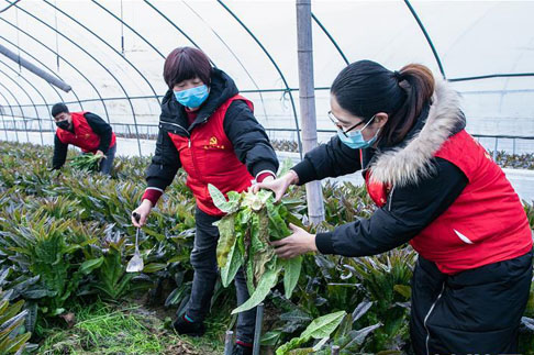 <b>浙江湖州：党员志愿者助农采收</b>