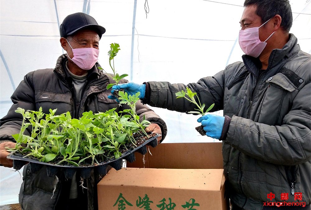 <b>山东郯城：科学部署两不误 战疫种瓜为“双赢”</b>