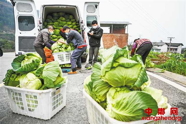 <b>保障“菜篮子” 新鲜蔬菜送主城</b>