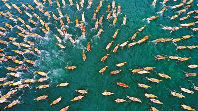 <b>浙江台州：鸭鱼混养 增收致富</b>