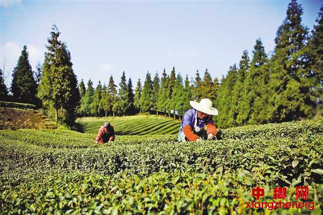 <b>明前春茶采摘忙</b>