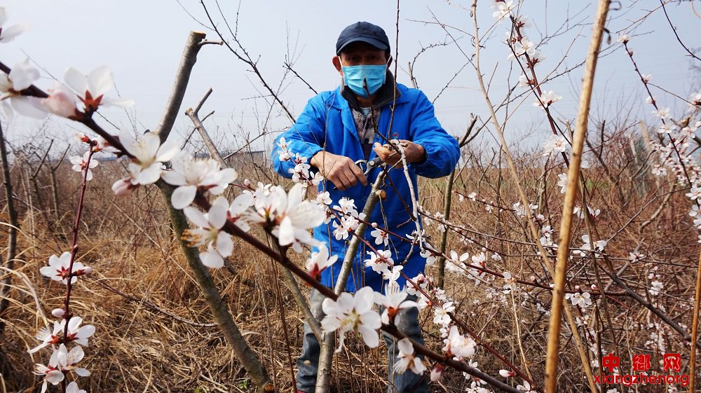 <b>安徽颍东：春到果园剪枝忙</b>