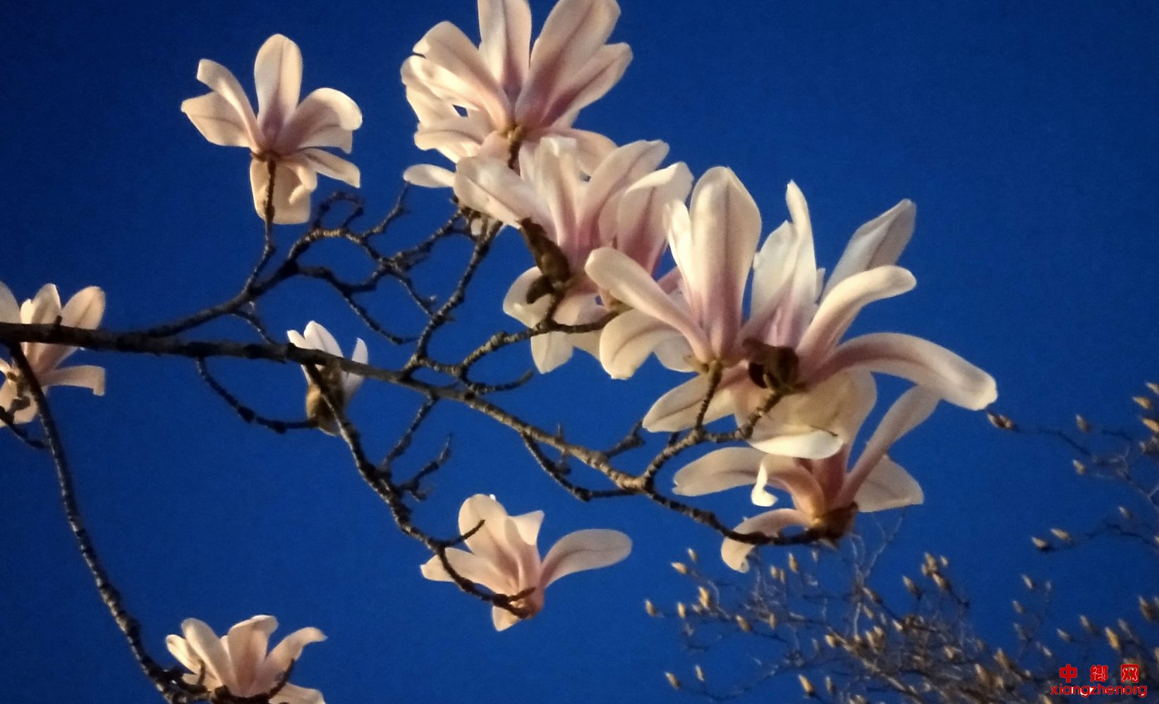 <b>山东郯城：春归傍晚幽香玉兰亦迷人</b>