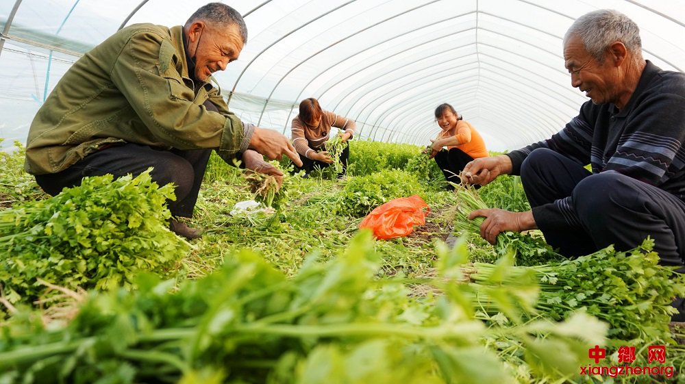 <b>安徽颍东：公司进村 助农增收</b>